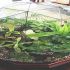 Terariu - o lume in miniatura